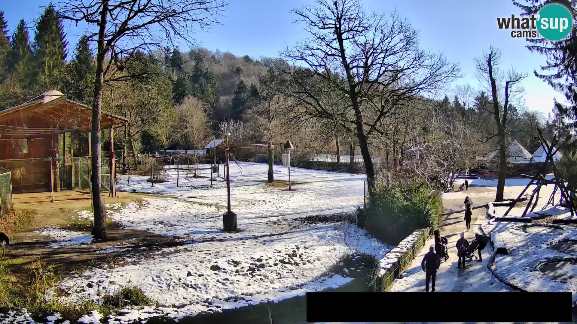 Webcam Zoo Ljubljana – Giraffes