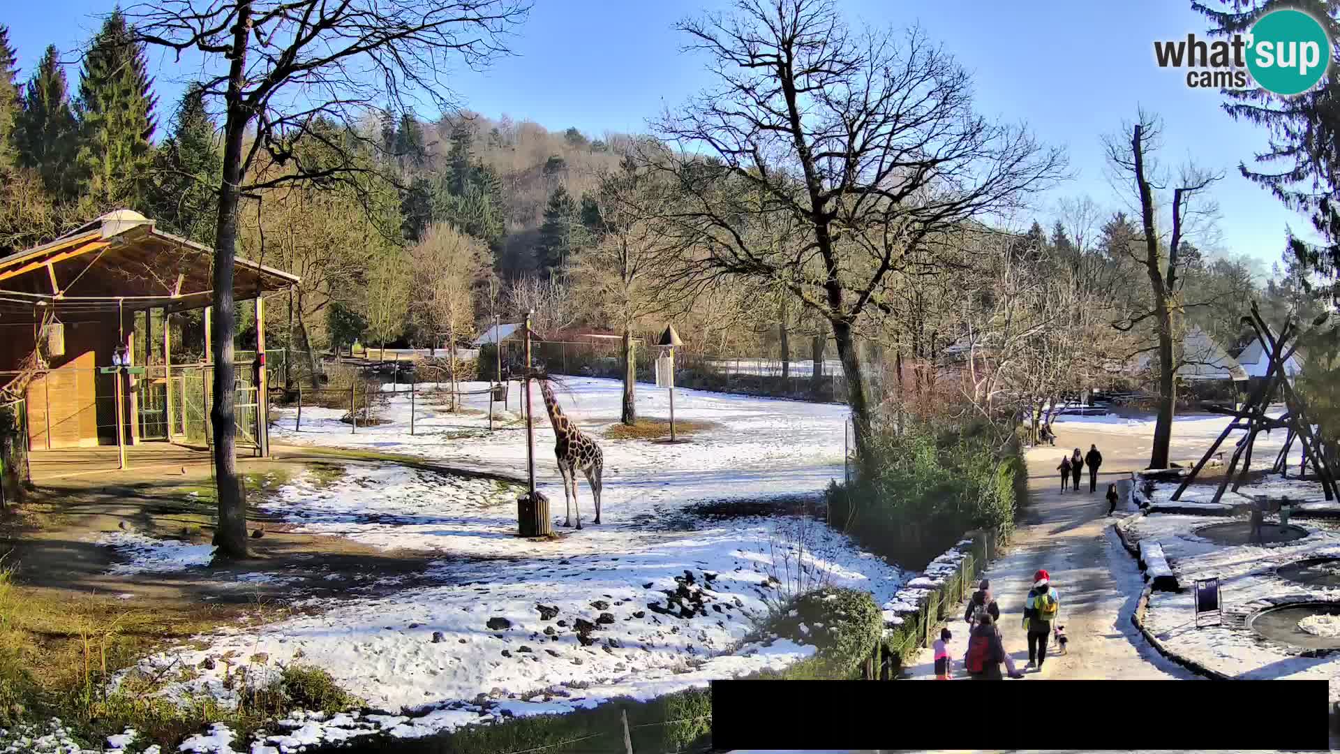 Webcam Zoo Ljubljana – Giraffes