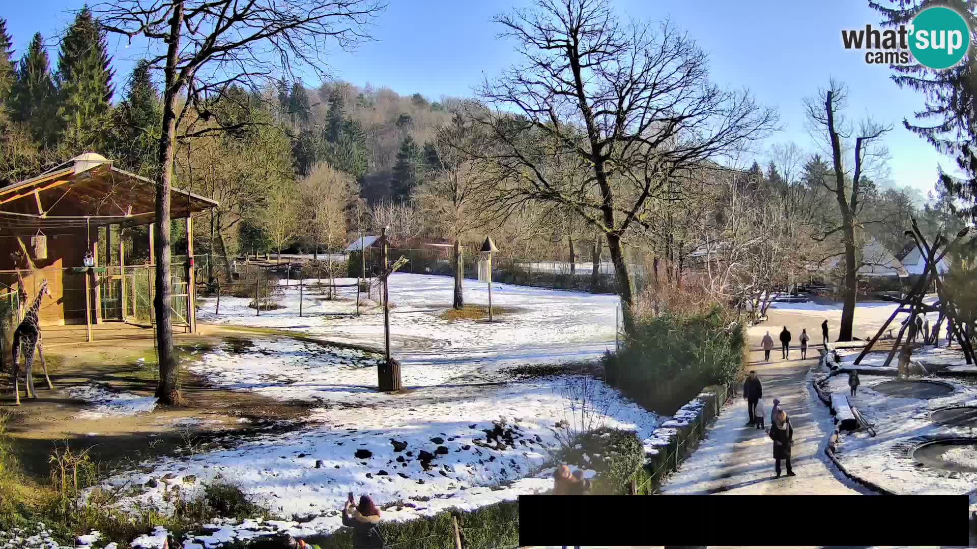 Webcam Zoo Ljubljana – Giraffes