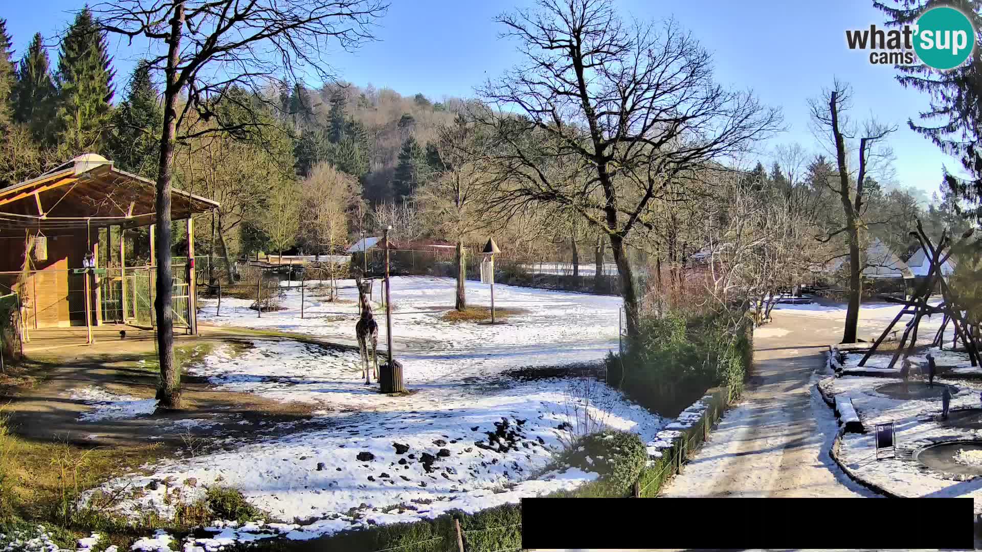 Webcam Zoo Ljubljana – Giraffes