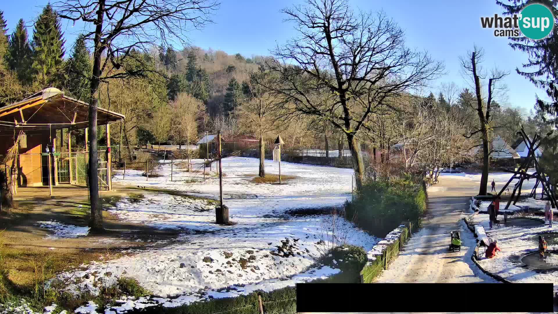 Webcam Zoo Ljubljana – Giraffes