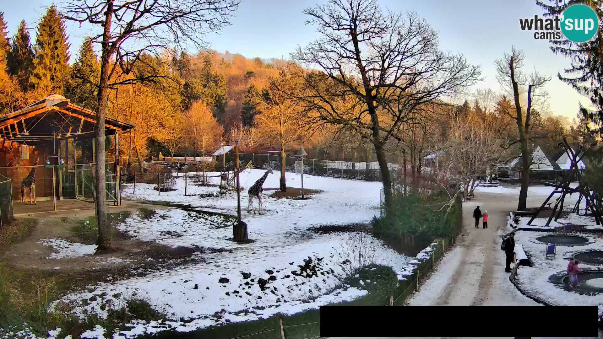 Webcam Zoo Ljubljana – Giraffes