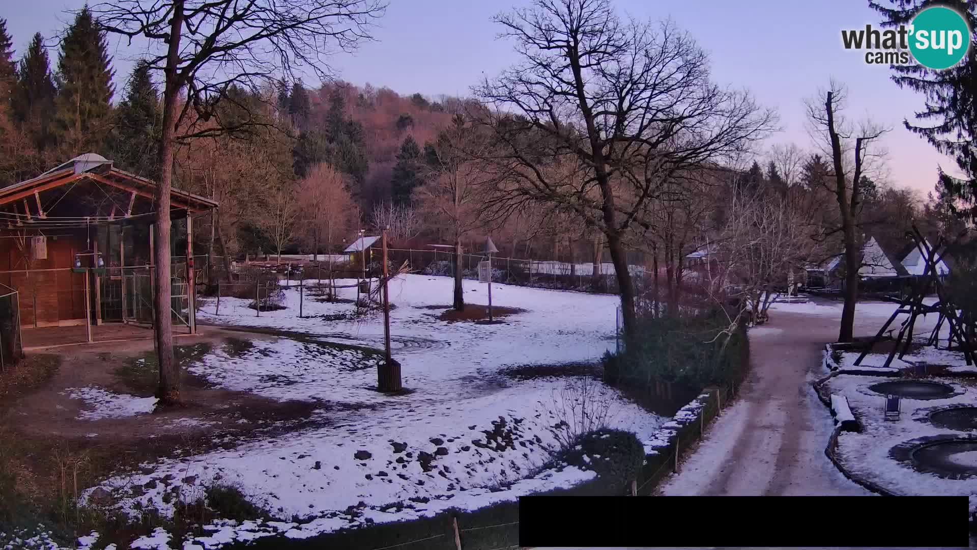 Webcam Zoo Ljubljana – Giraffes