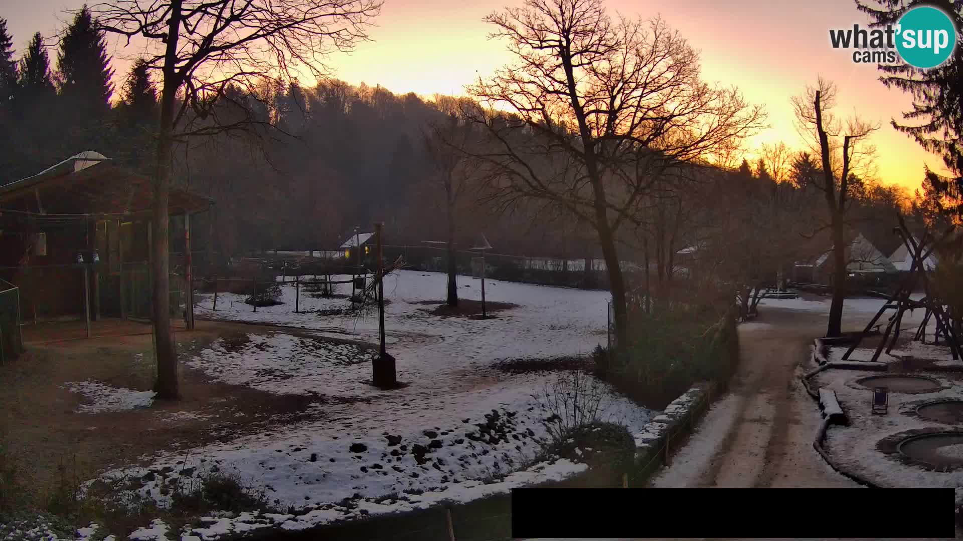 Webcam Zoo Ljubljana – Giraffes