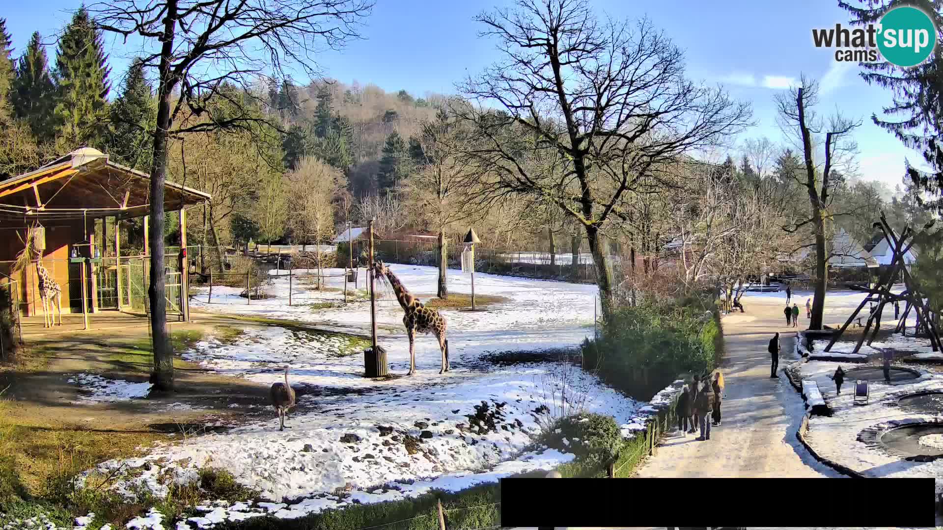 Webcam Zoo Ljubljana – Giraffes