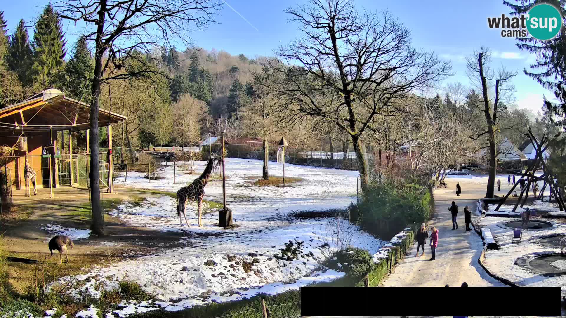 Webcam Zoo Ljubljana – Giraffes