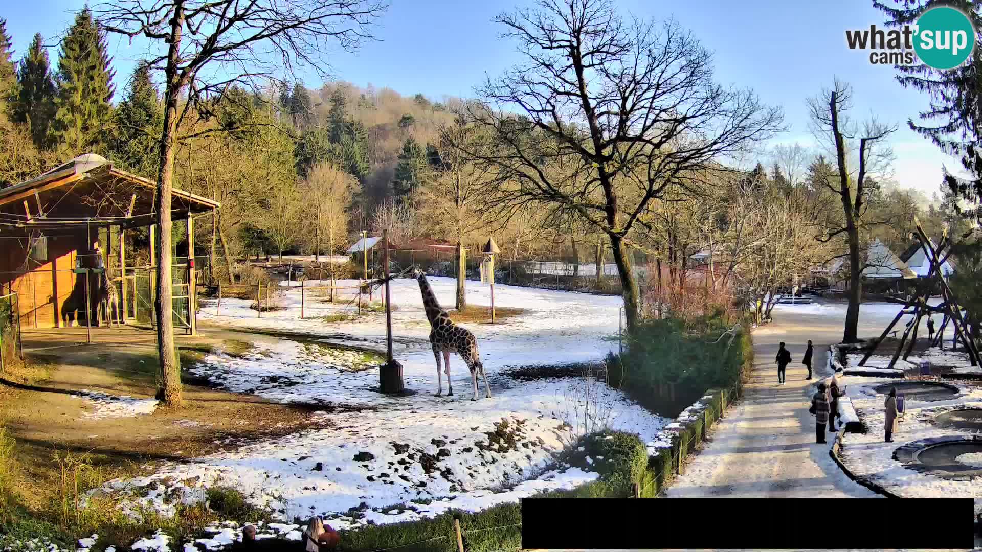 Webcam Zoo Ljubljana – Giraffes