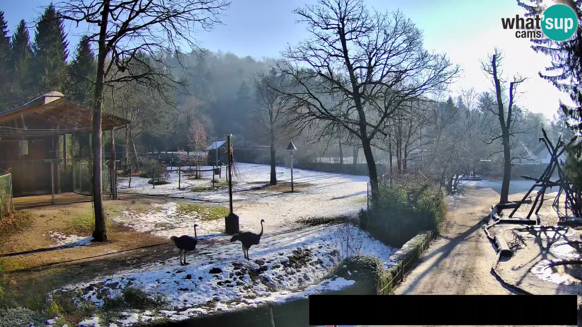 Webcam Zoo Ljubljana – Giraffes