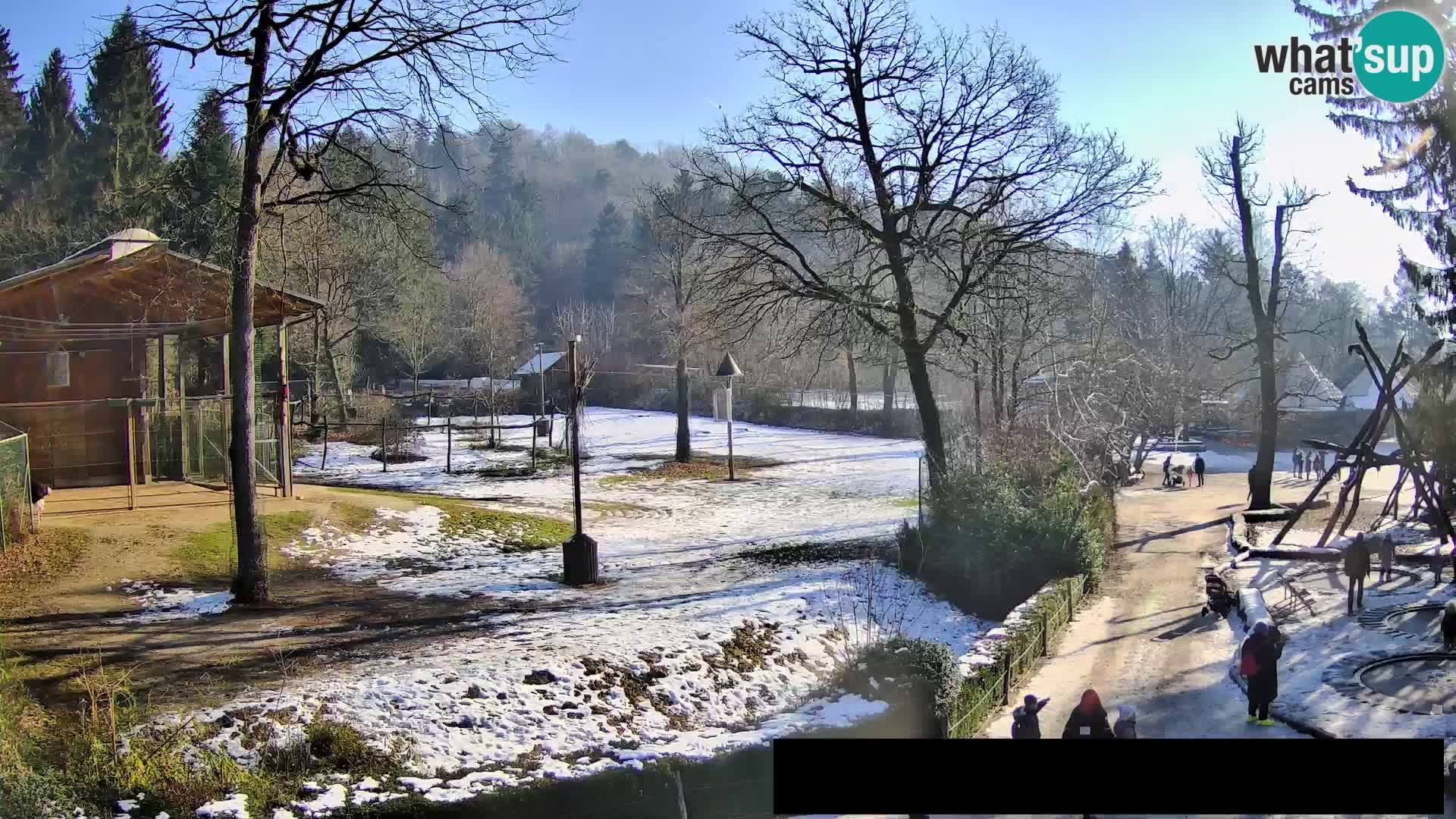 Webcam Zoo Ljubljana – Giraffes