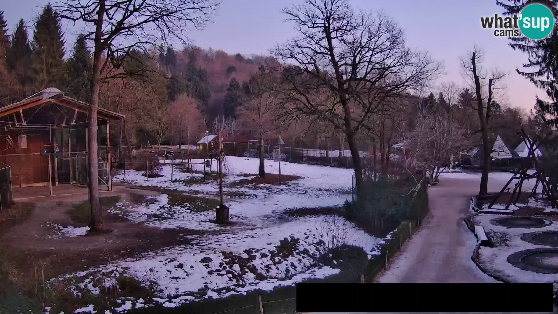 Webcam Zoo Ljubljana – Giraffes