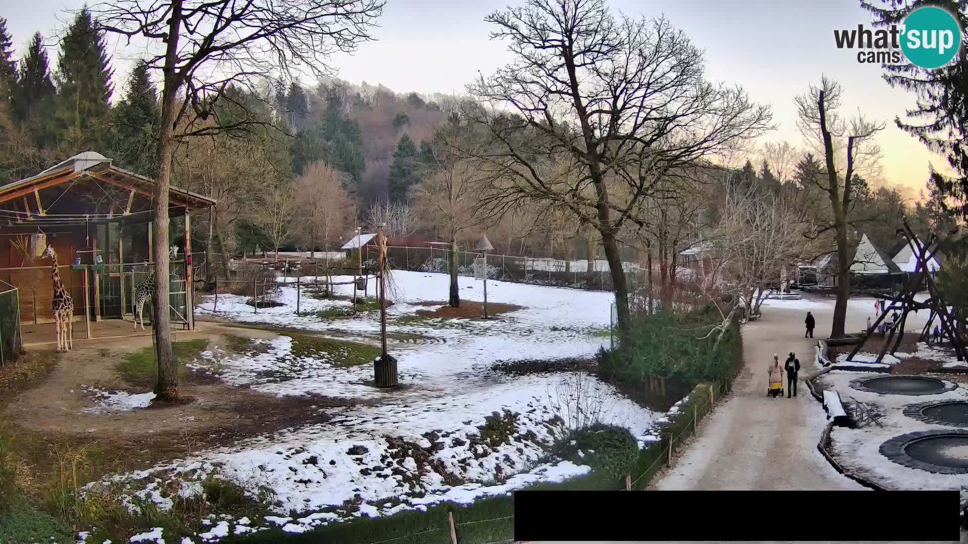 Webcam Zoo Ljubljana – Giraffes