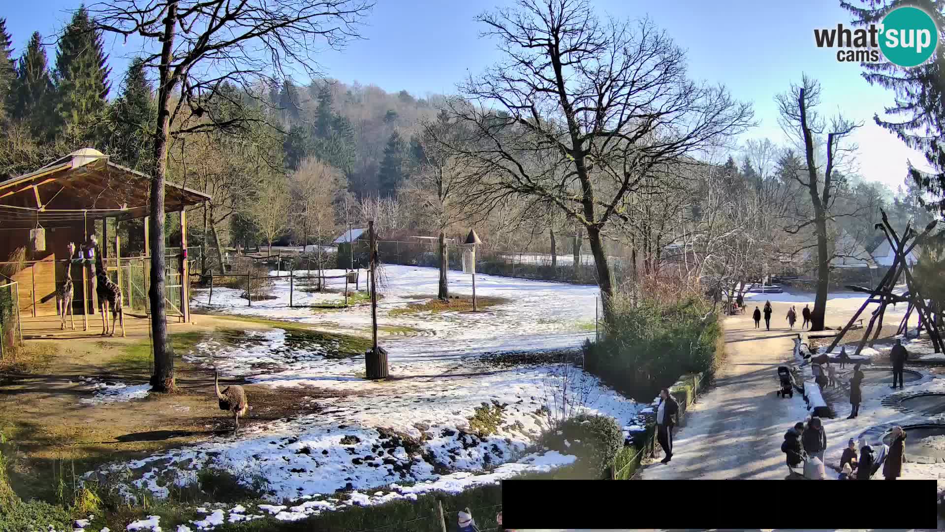 Webcam Zoo Ljubljana – Giraffes