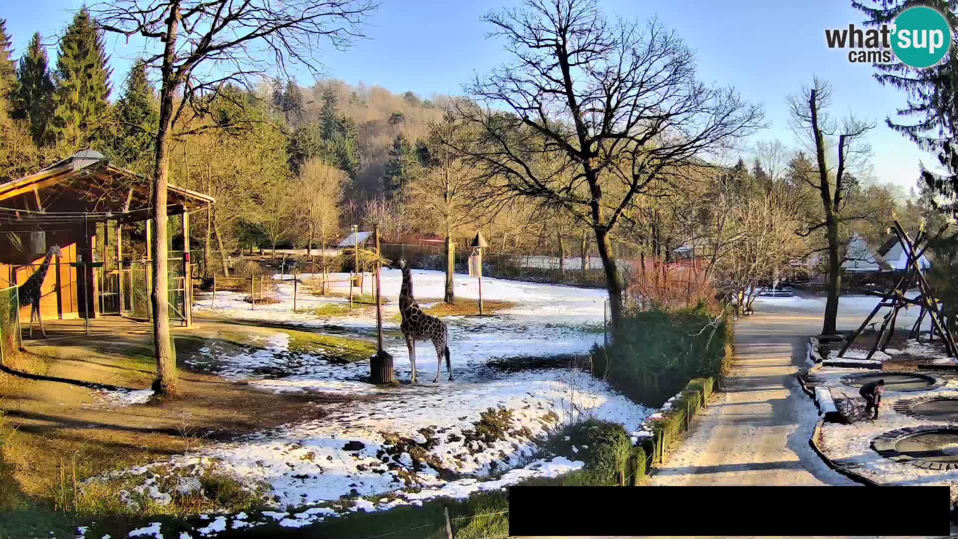 Webcam Zoo Ljubljana – Giraffes