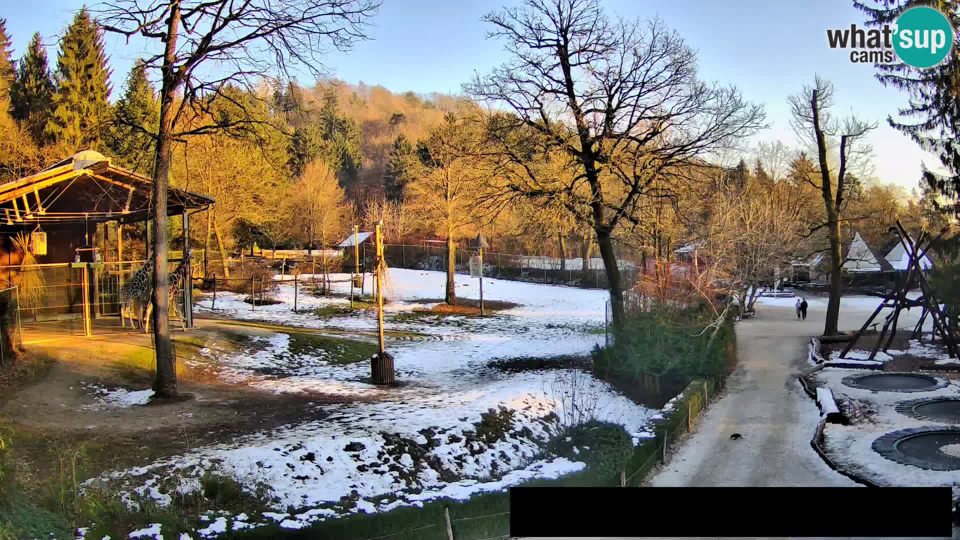 Webcam Zoo Ljubljana – Giraffes