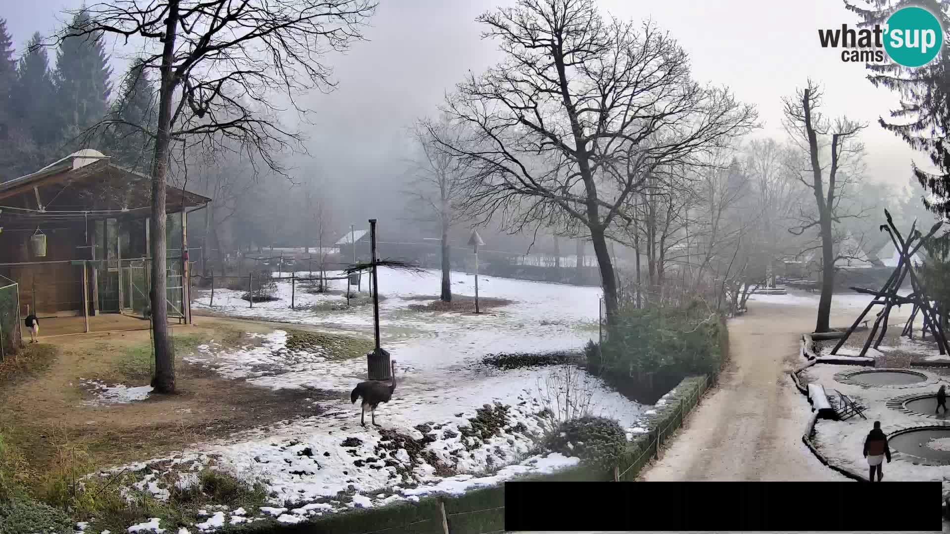 Webcam Zoo Ljubljana – Giraffes