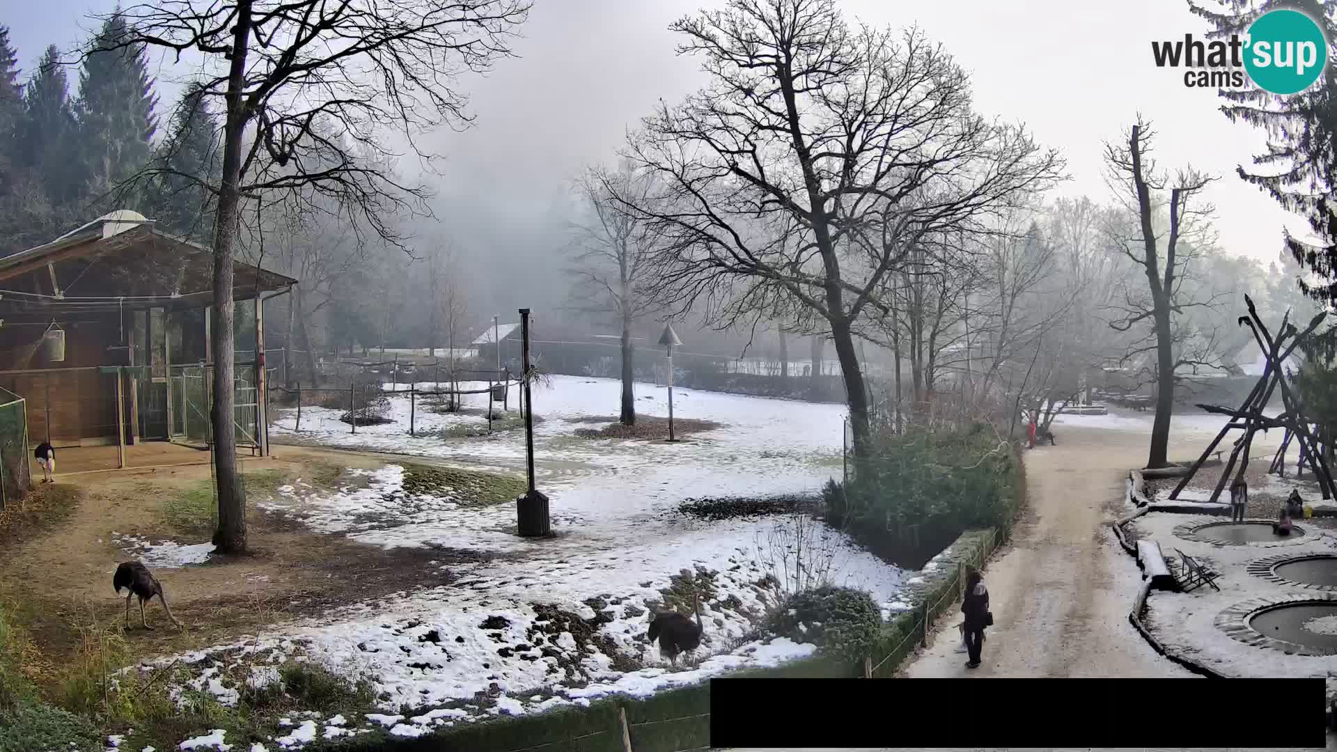 Webcam Zoo Ljubljana – Giraffes