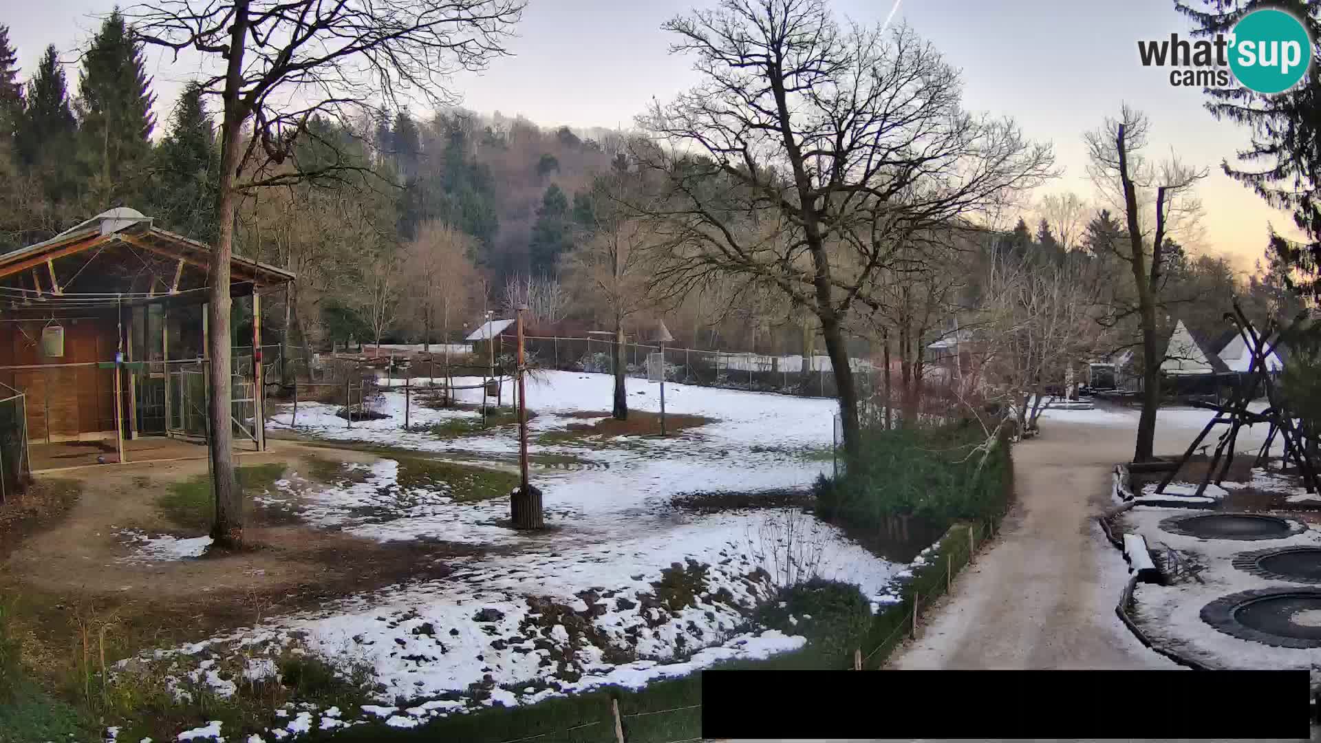 Webcam Zoo Ljubljana – Giraffes