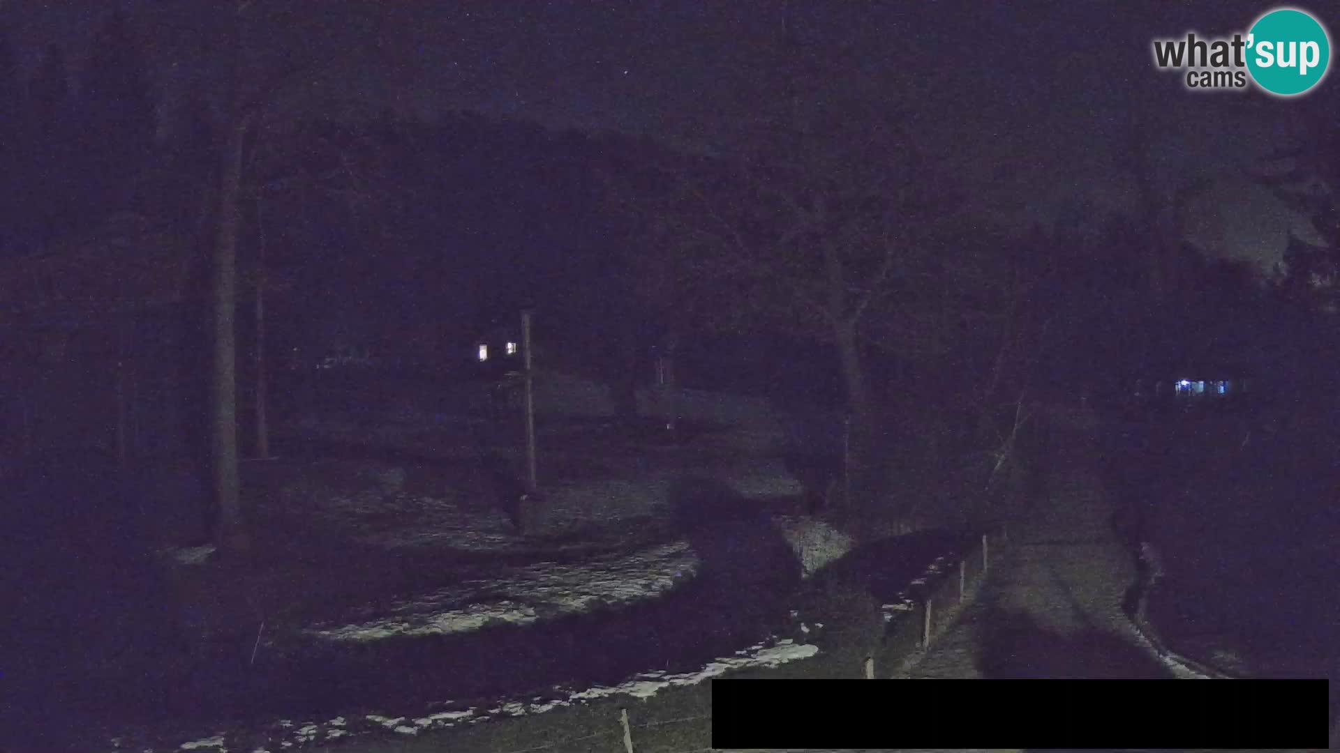 Webcam Zoo Ljubljana – Giraffes