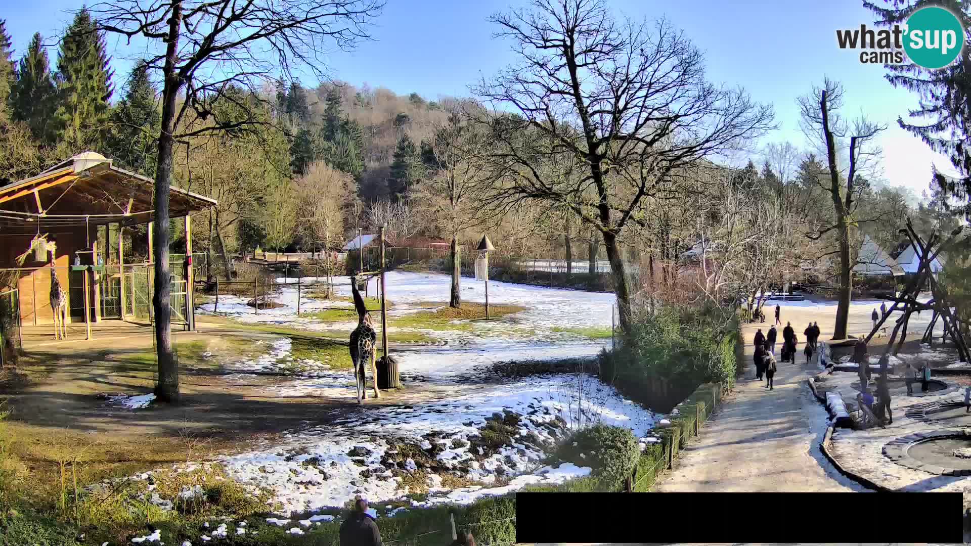 Webcam Zoo Ljubljana – Giraffes