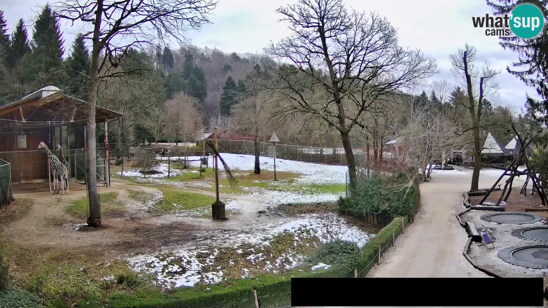 Webcam Zoo Ljubljana – Giraffen