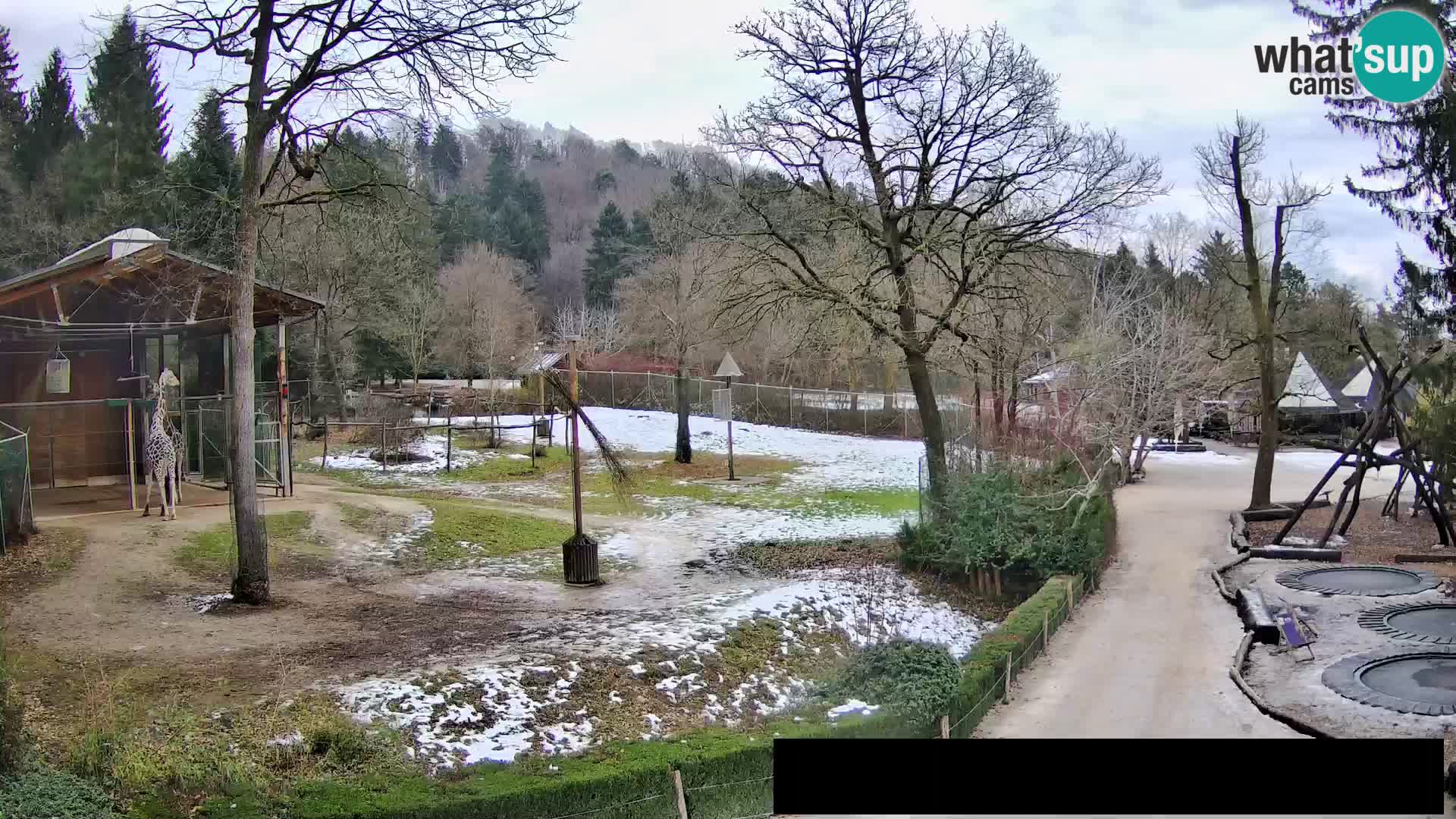 Webcam live Zoo Lubiana – Giraffe