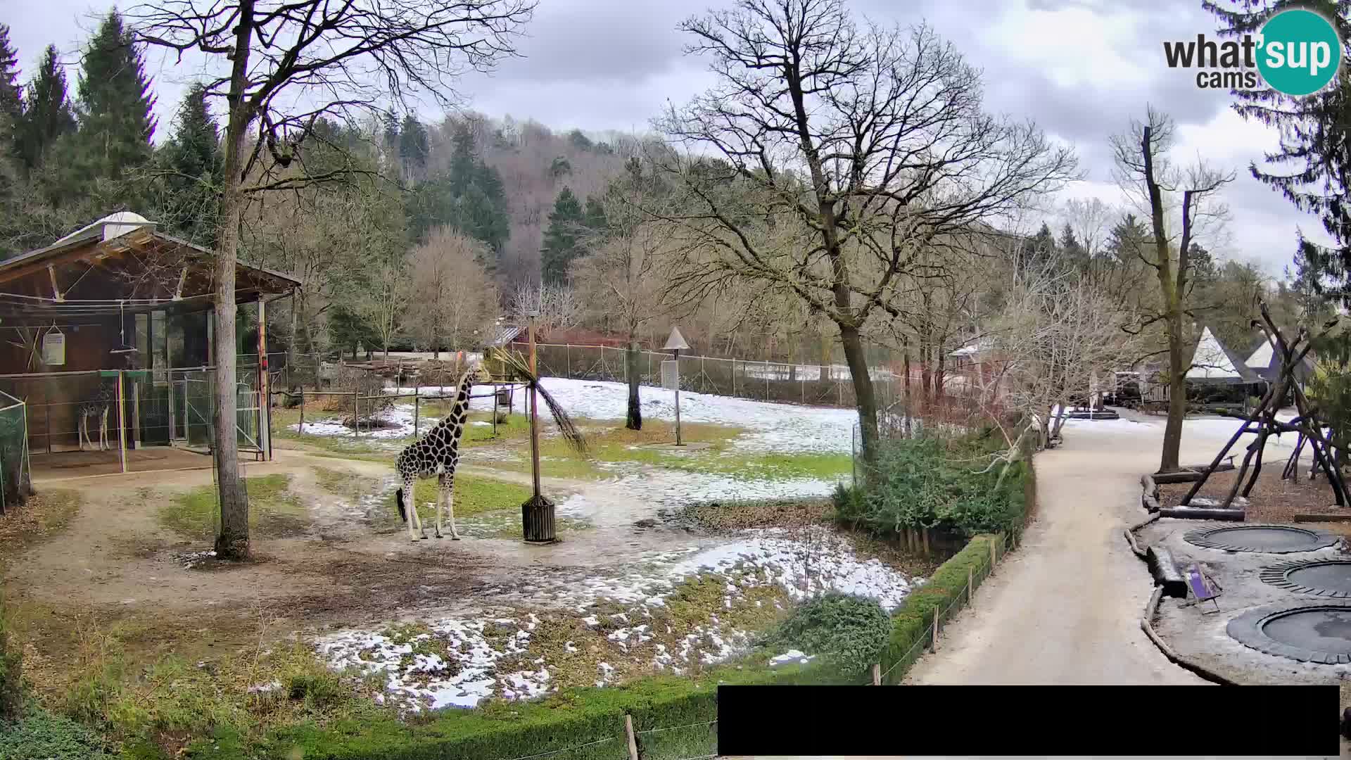 Webcam live Zoo Lubiana – Giraffe