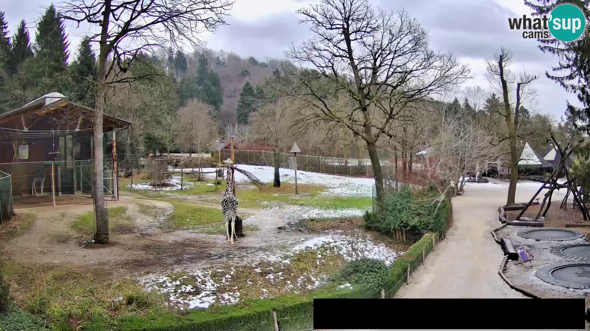 Webcam Zoo Ljubljana – Giraffes