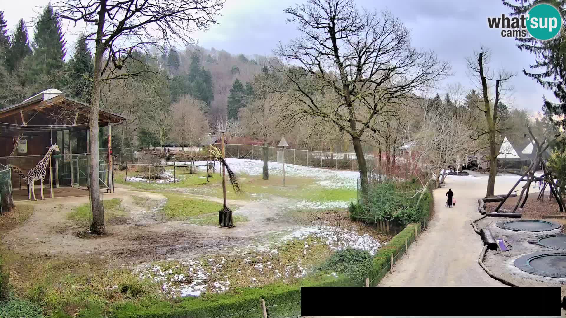 Webcam Zoo Ljubljana – Giraffes