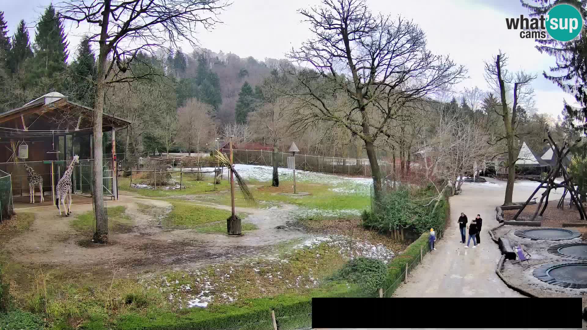 Webcam Zoo Ljubljana – Giraffes