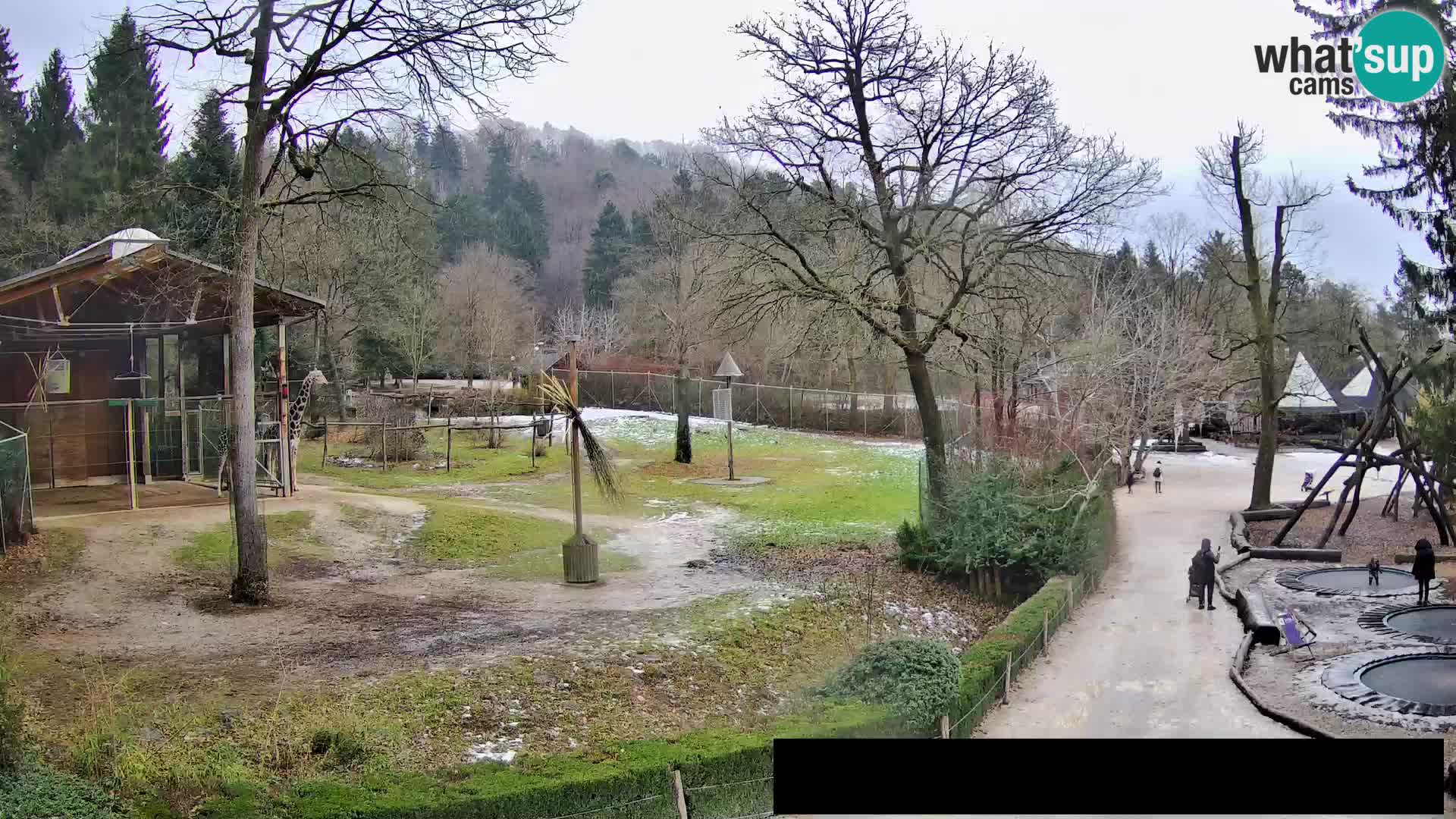 Webcam Zoo Ljubljana – Giraffes