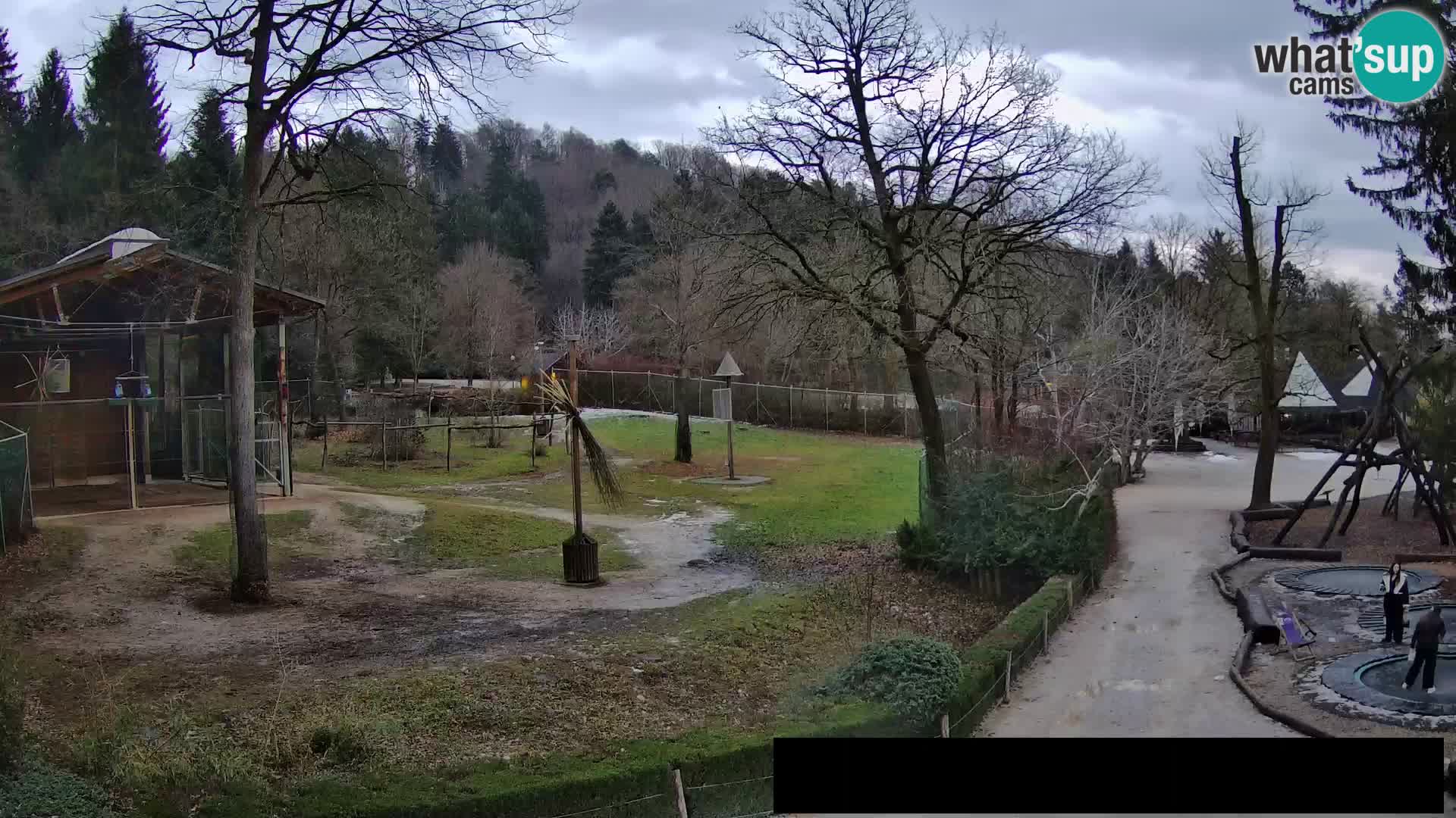 Webcam Zoo Ljubljana – Giraffes