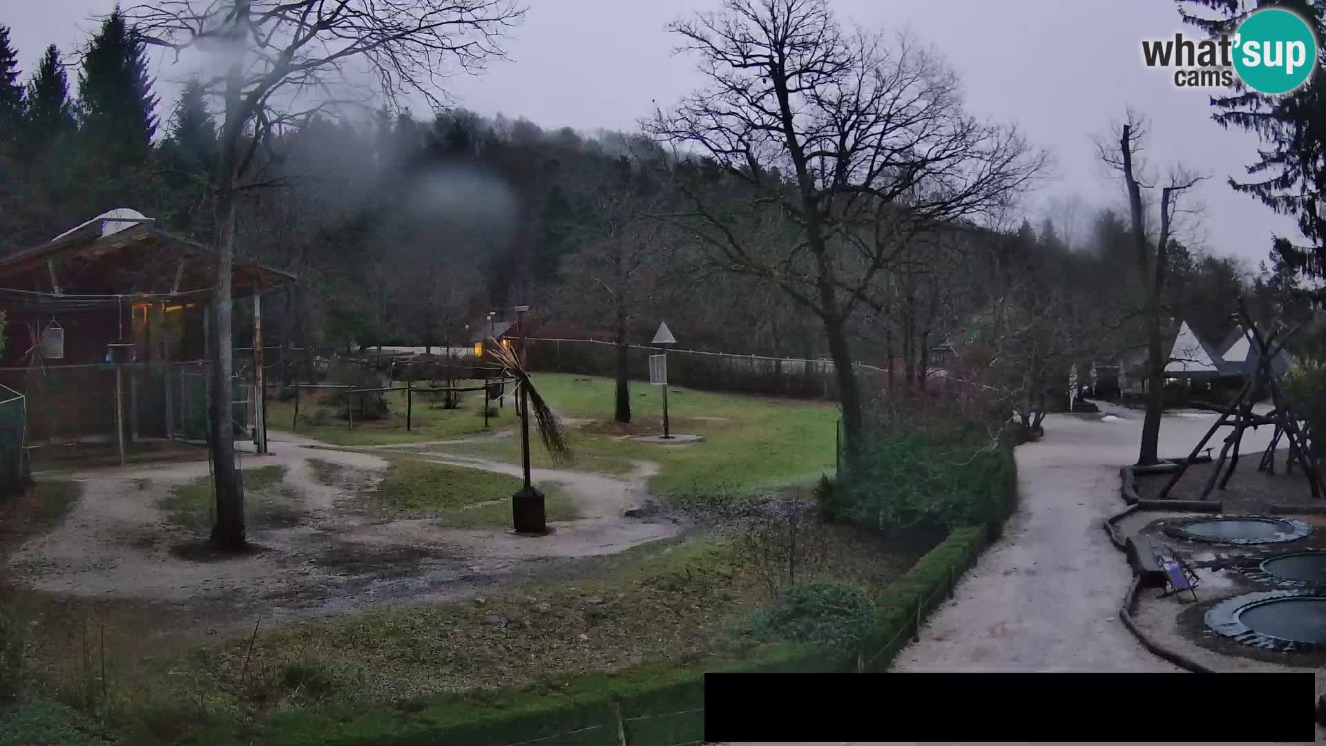 Webcam Zoo Ljubljana – Giraffes