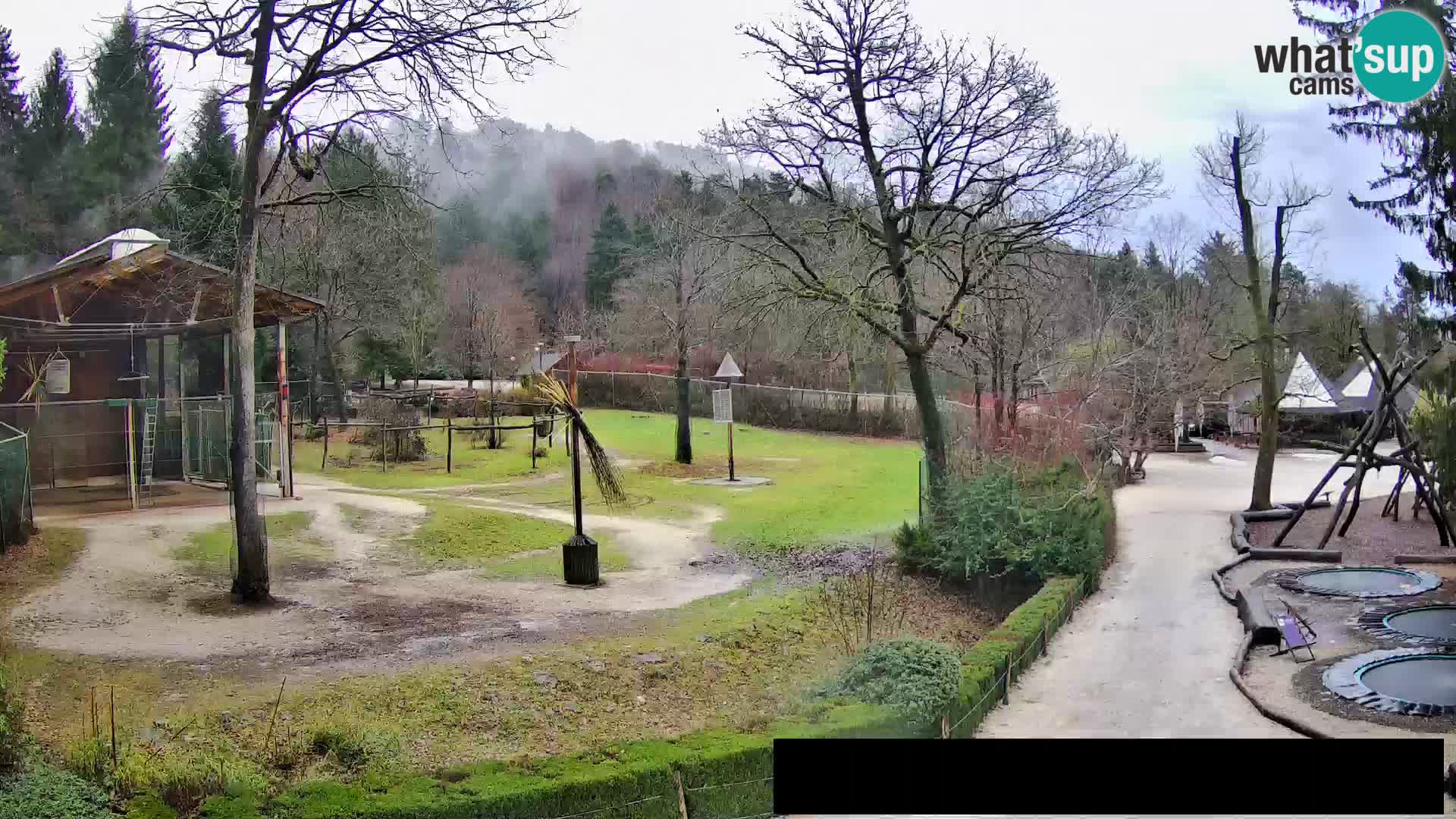 Webcam Zoo Ljubljana – Giraffes