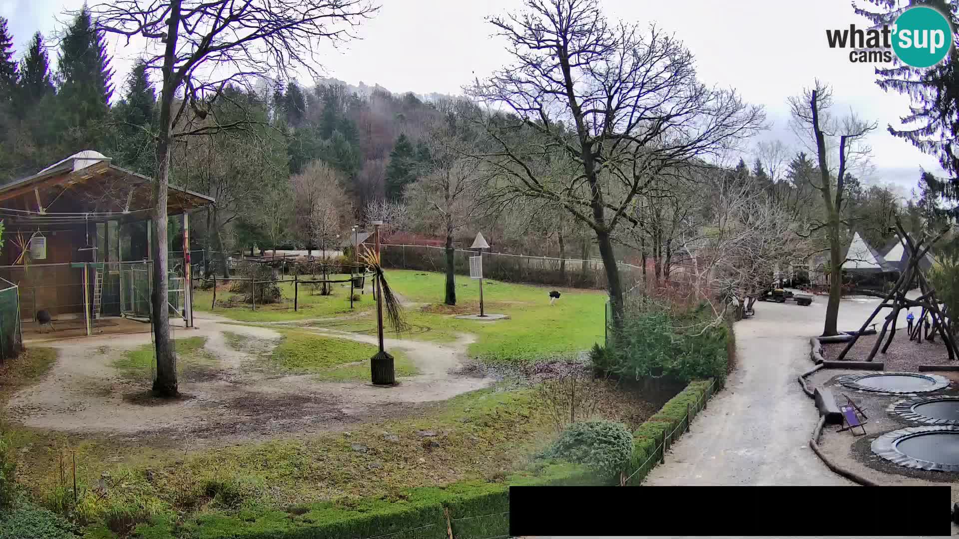 Webcam Zoo Ljubljana – Giraffes