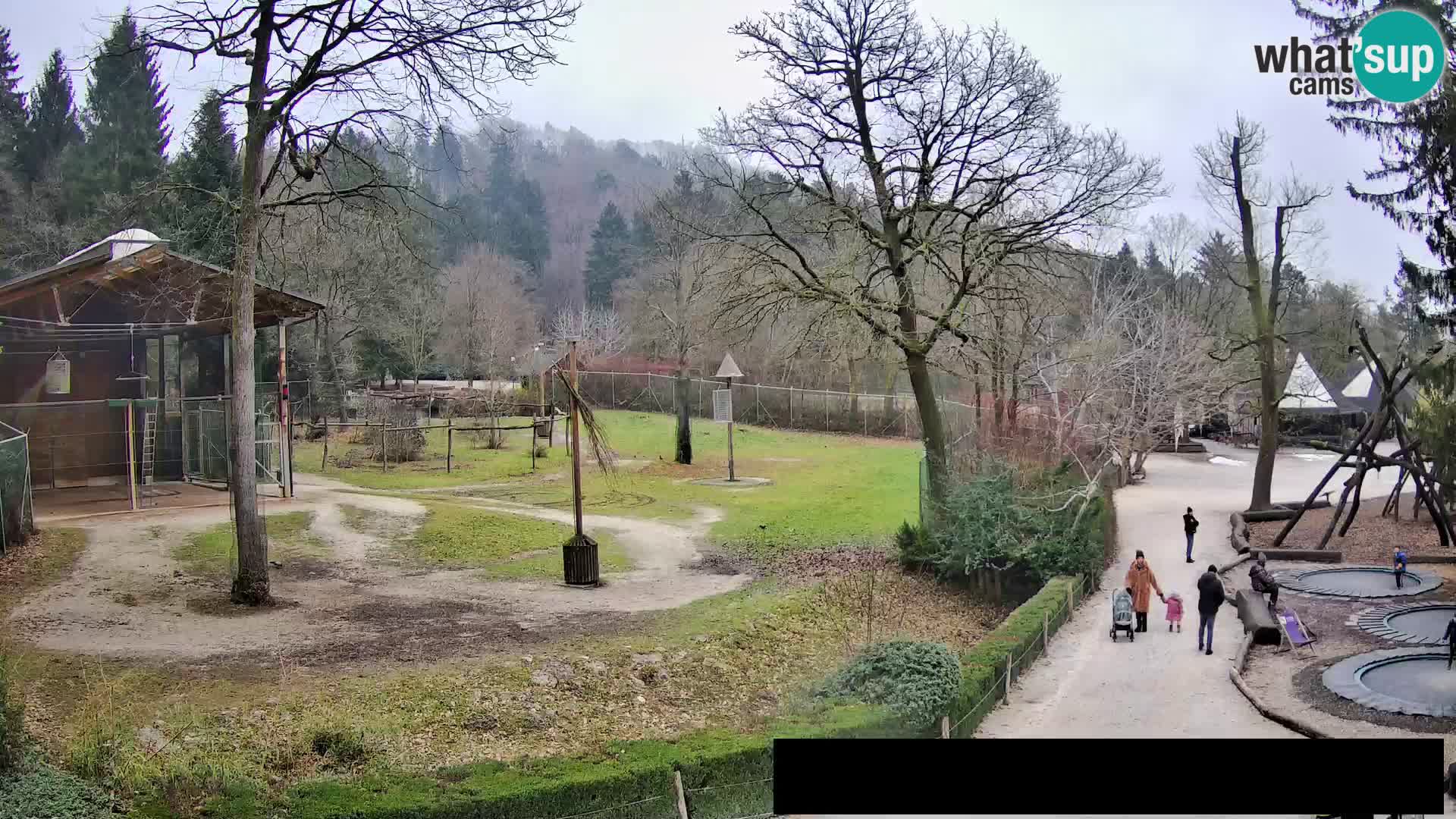 Webcam Zoo Ljubljana – Giraffes