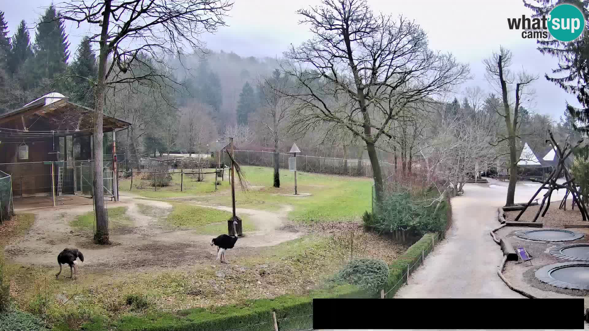 Webcam Zoo Ljubljana – Giraffes