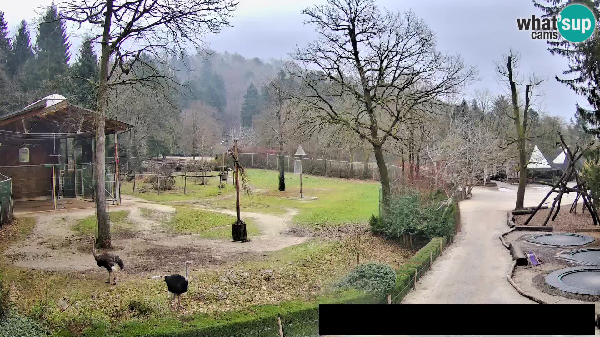 Webcam Zoo Ljubljana – Giraffes