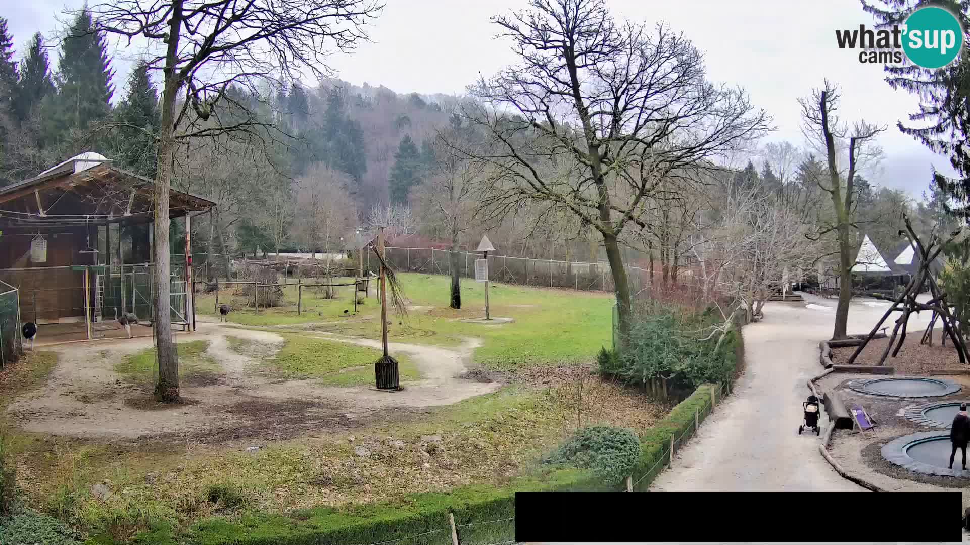 Webcam live Zoo Lubiana – Giraffe