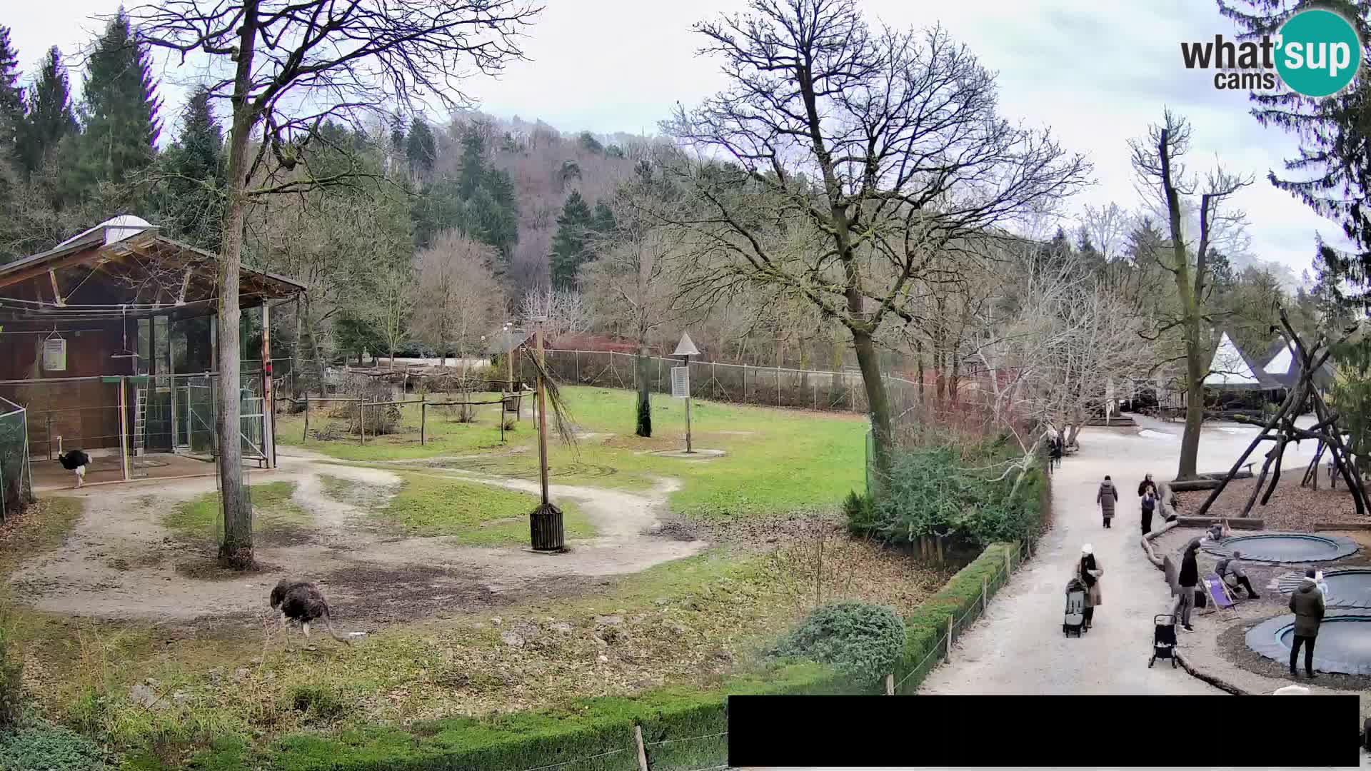 Webcam Zoo Ljubljana – Giraffes