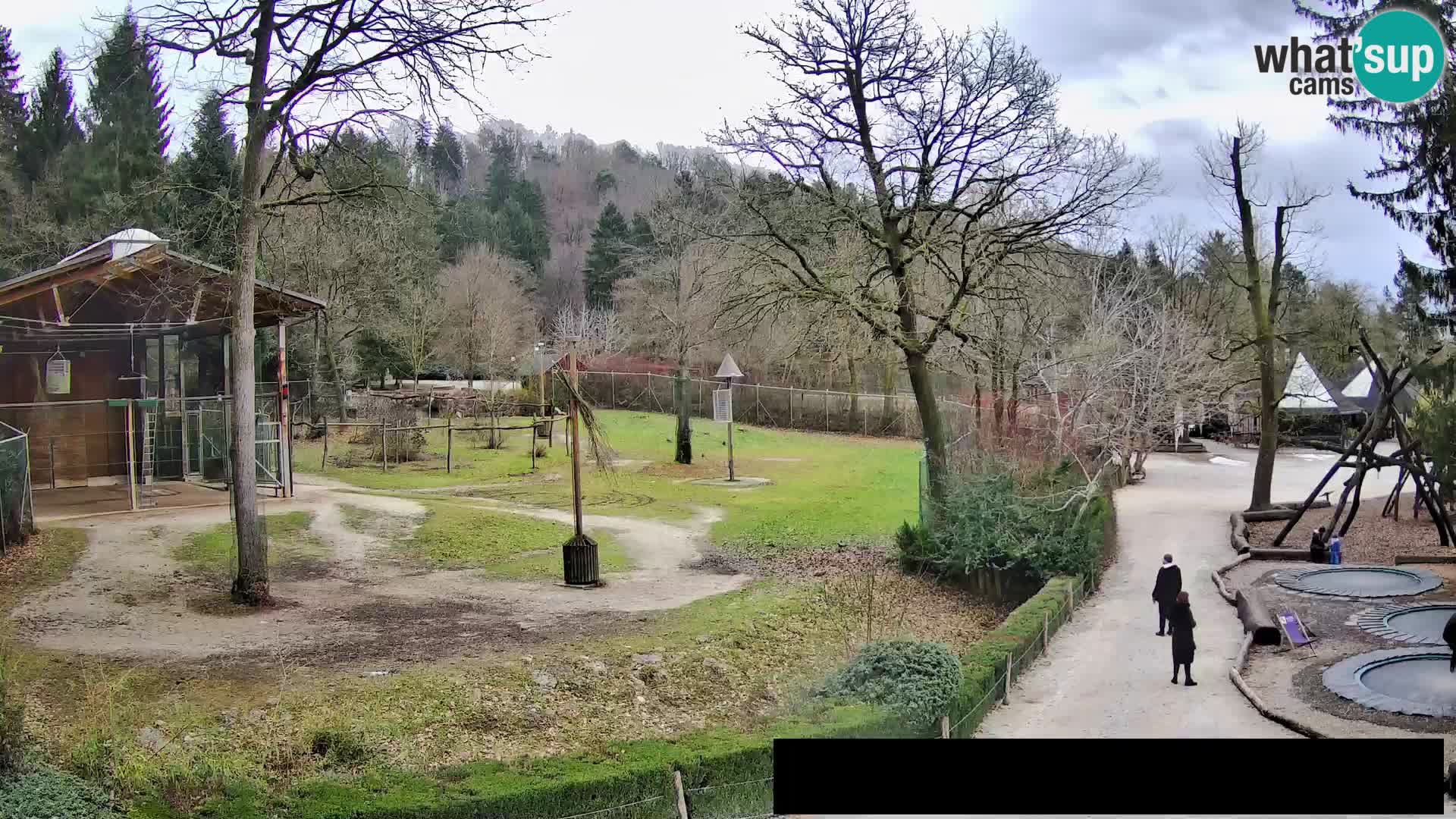 Webcam live Zoo Lubiana – Giraffe