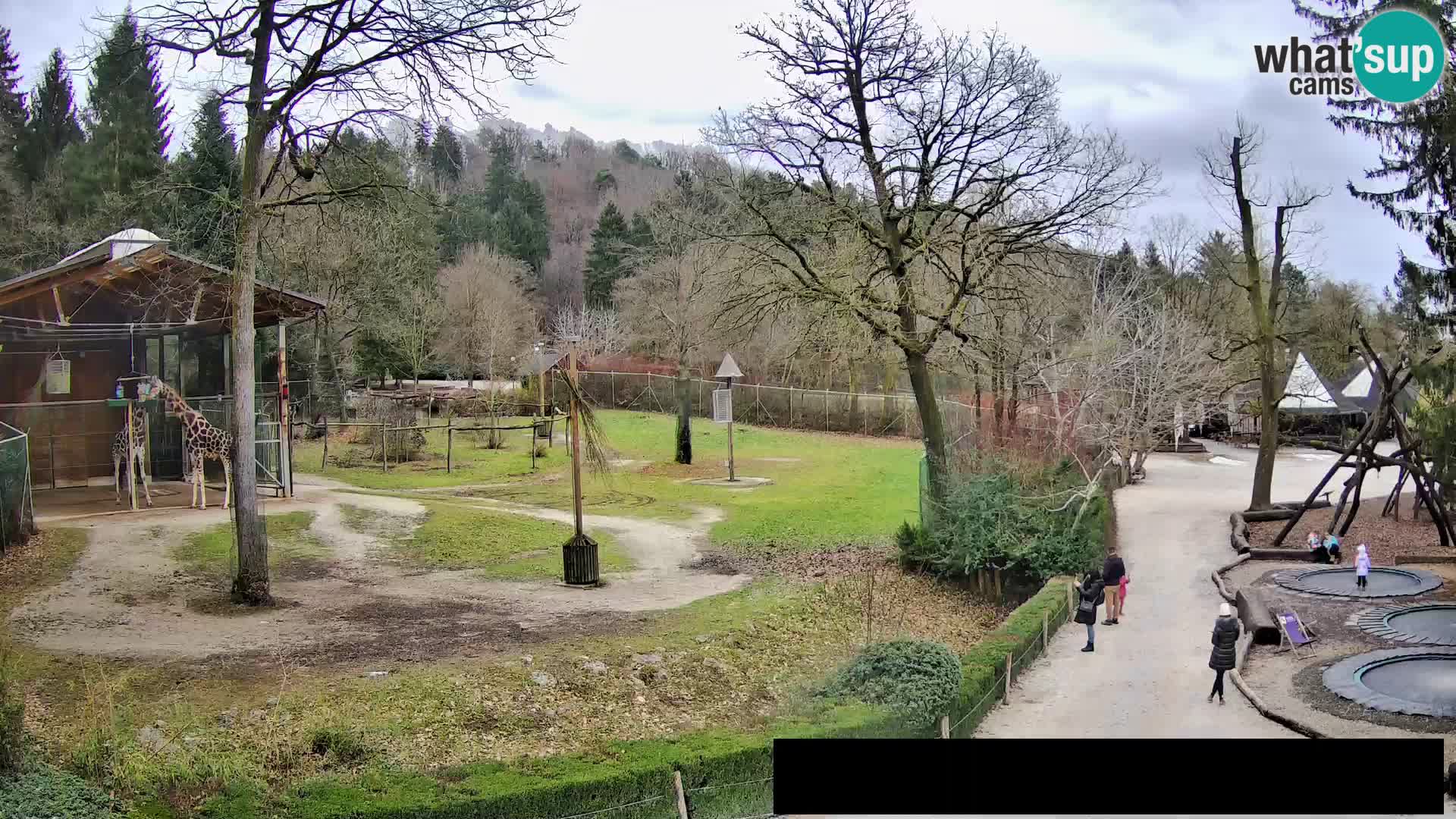 Webcam Zoo Ljubljana – Giraffes