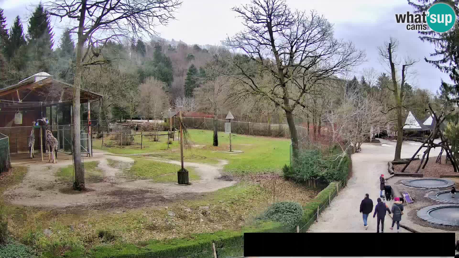 Webcam Zoo Ljubljana – Giraffes