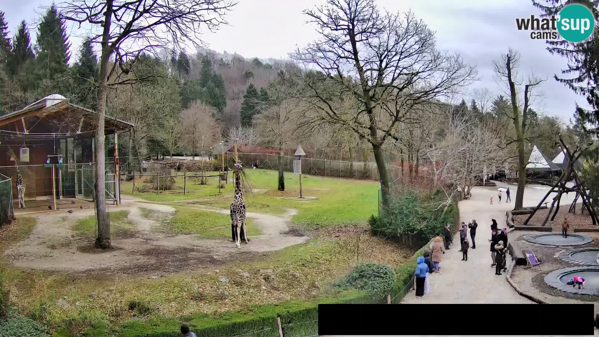 Webcam live Zoo Lubiana – Giraffe