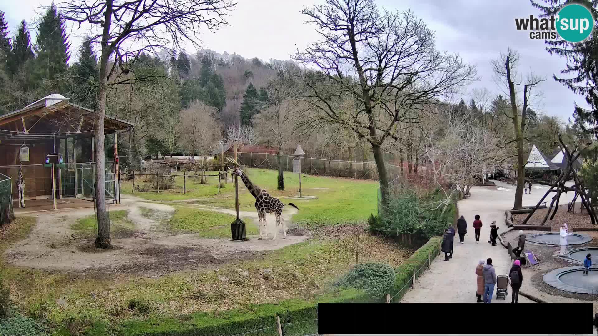 Webcam Zoo Ljubljana – Giraffes