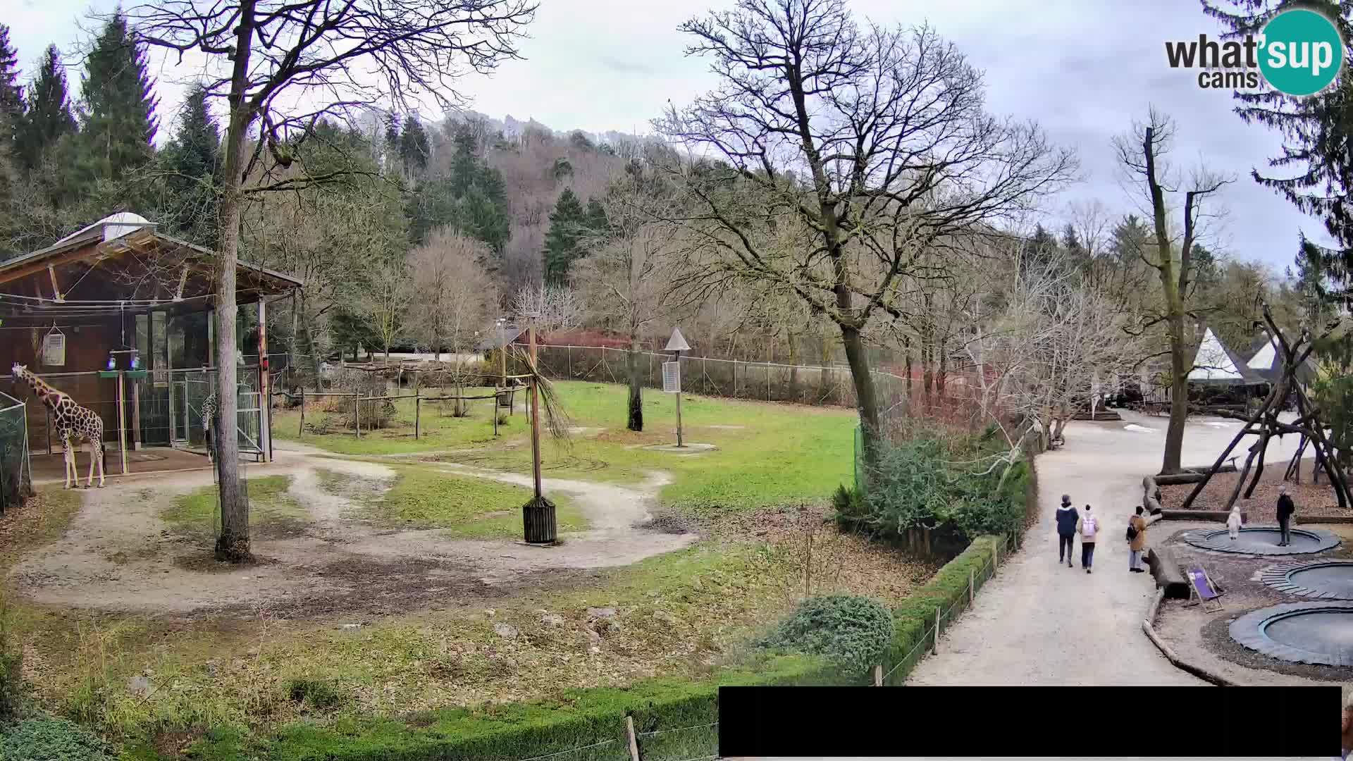 Webcam Zoo Ljubljana – Giraffes