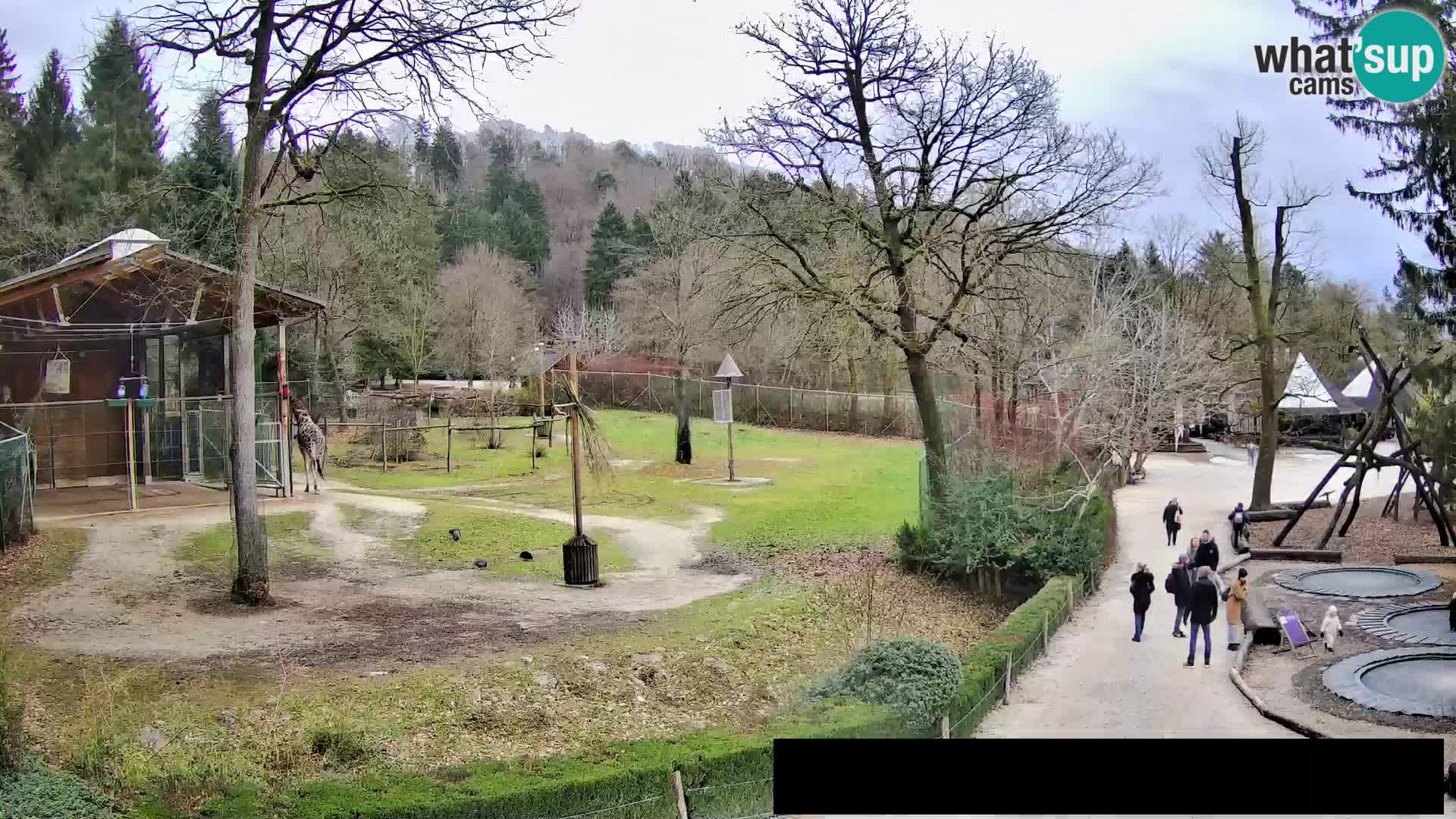 Webcam Zoo Ljubljana – Giraffes