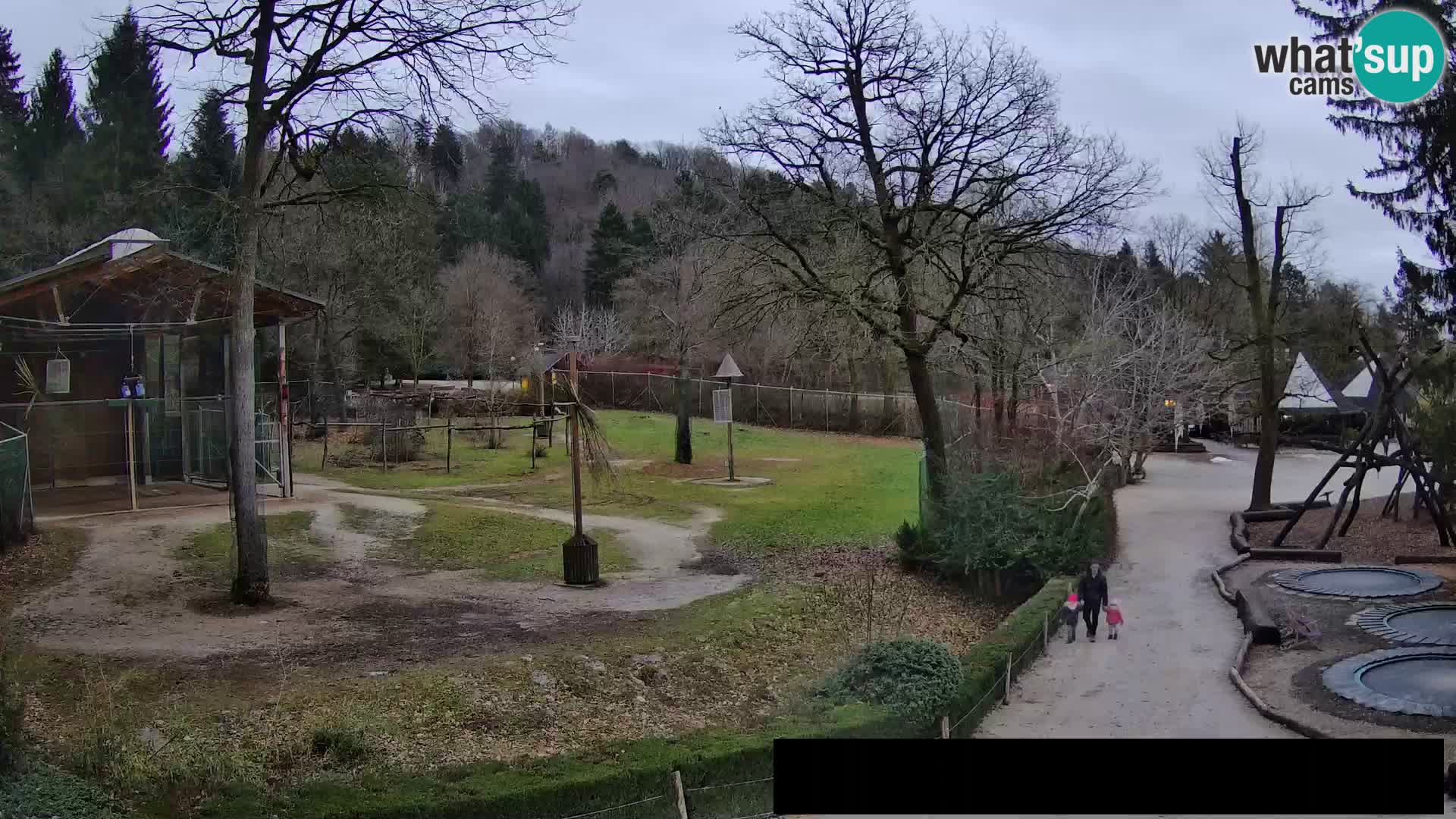 Webcam Zoo Ljubljana – Giraffes