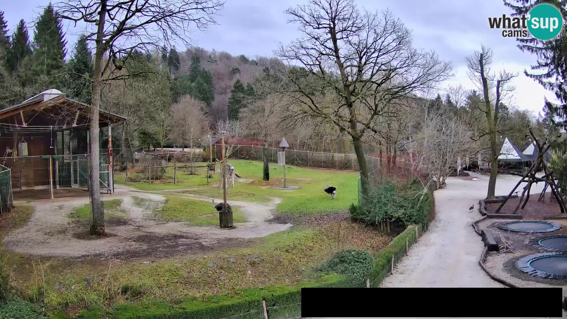 Webcam Zoo Ljubljana – Giraffes