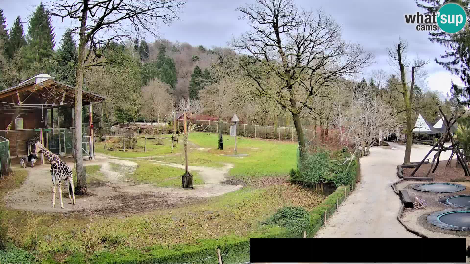 Webcam Zoo Ljubljana – Giraffes