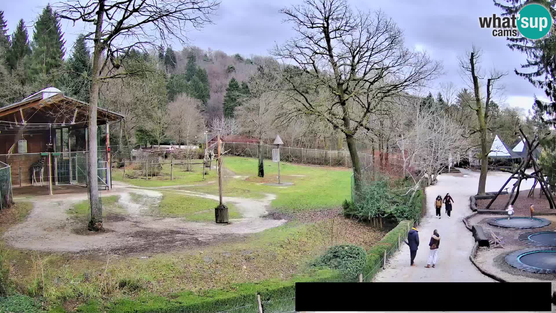 Webcam Zoo Ljubljana – Giraffes